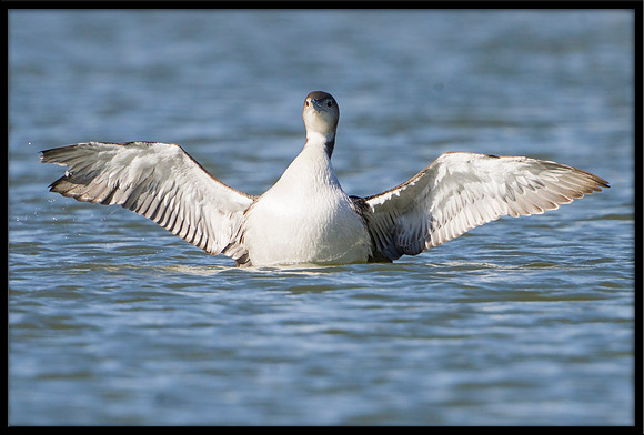 Common Loon