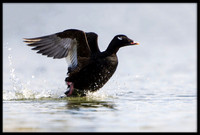 Scoters