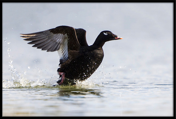 White-winged Scoter