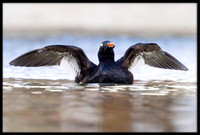 White-winged Scoter