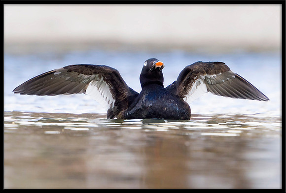 White-winged Scoter