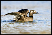 White-winged Scoter