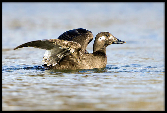 White-winged Scoter