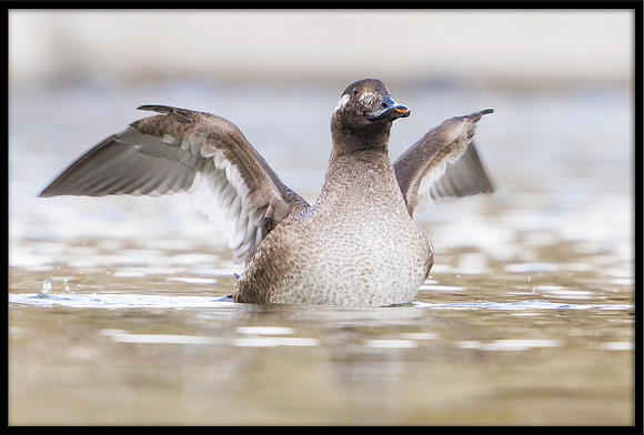 White-winged Scoter