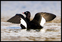 White-winged Scoter