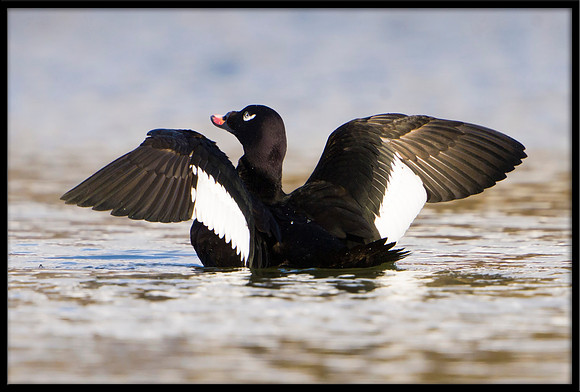 White-winged Scoter