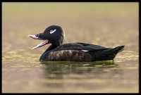 White-winged Scoter