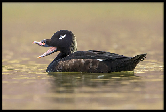 White-winged Scoter