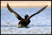 White-winged Scoter