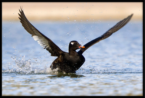 White-winged Scoter