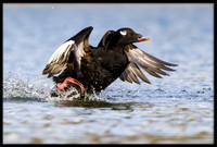White-winged Scoter