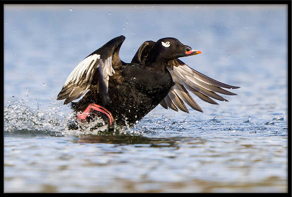 White-winged Scoter