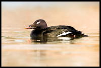 White-winged Scoter