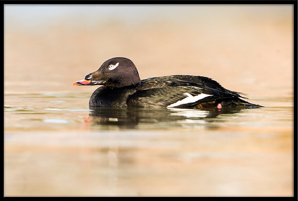 White-winged Scoter