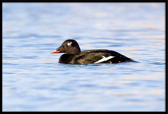 White-winged Scoter