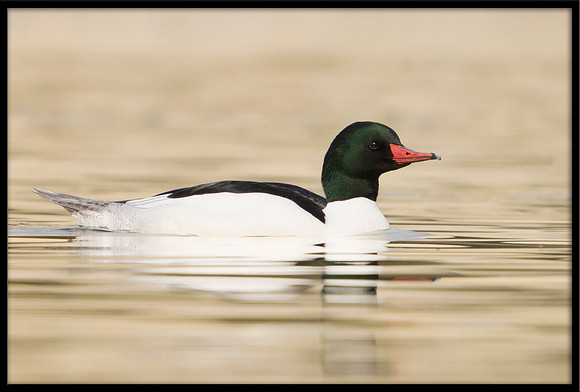 Common Merganser