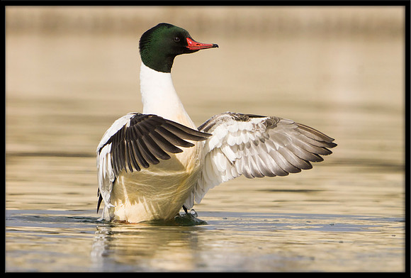 Common Merganser