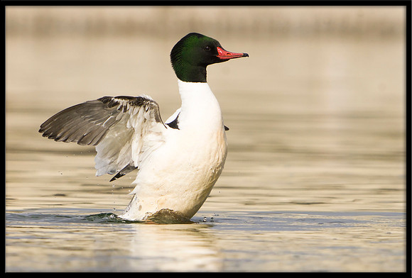 Common Merganser