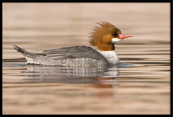 Common Merganser