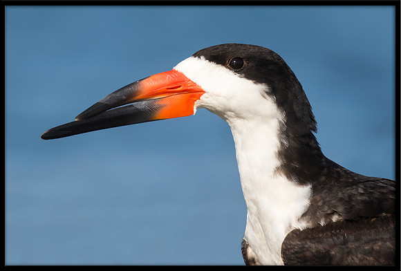 Black Skimmer