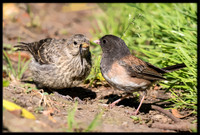 Dark-eyed Junco chick - Day 12 out of nest