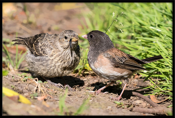 Dark-eyed Junco chick - Day 12 out of nest