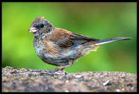 Dark-eyed Junco molting