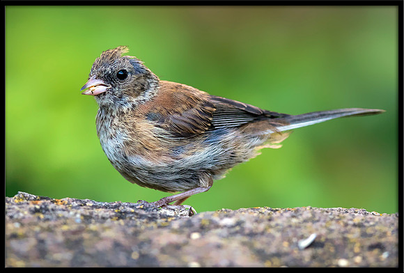 Dark-eyed Junco molting