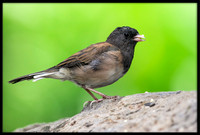 Dark-eyed Junco