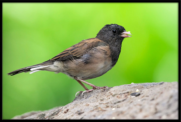 Dark-eyed Junco