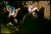 Dark-eyed Junco chicks in nest