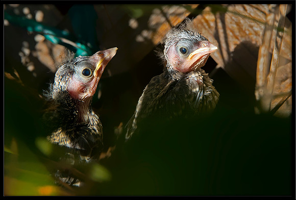 Dark-eyed Junco chicks in nest
