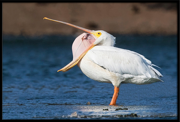 White Pelican