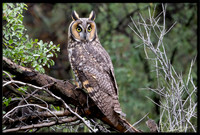 Long-eared Owl