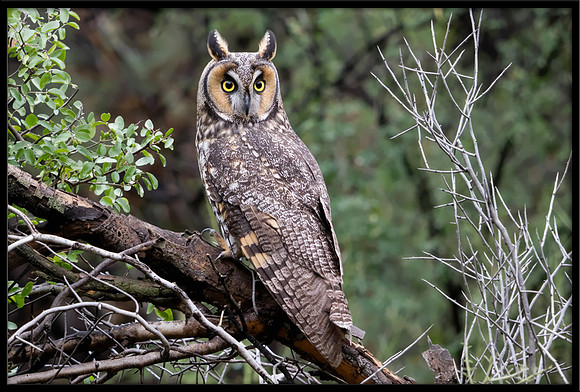 Long-eared Owl