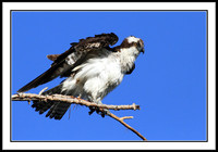 Osprey