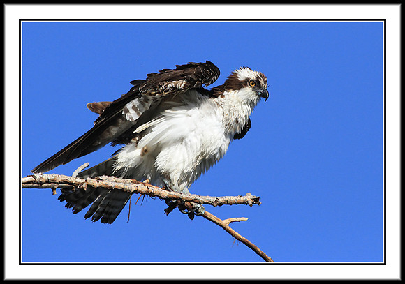 Osprey