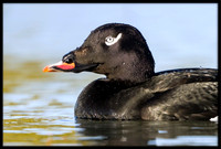 White-winged Scoter