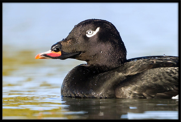 White-winged Scoter