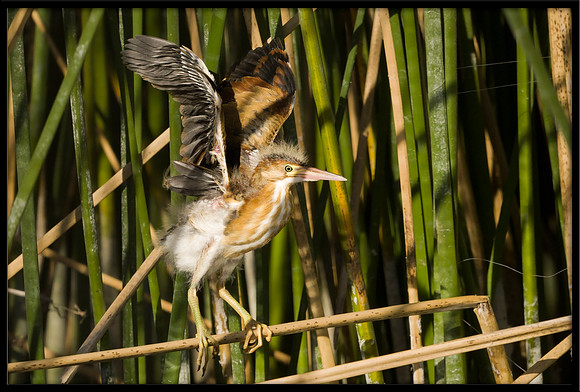 Least Bittern chick