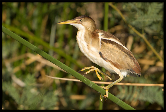 Least Bittern chick