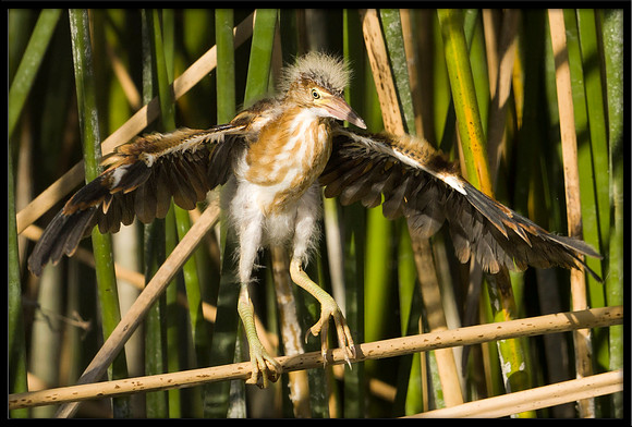 Least Bittern chick