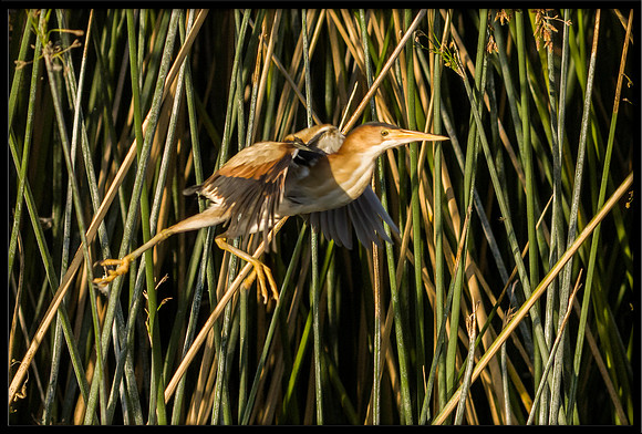 Least Bittern chick