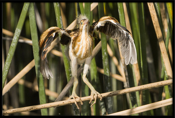 Least Bittern chick