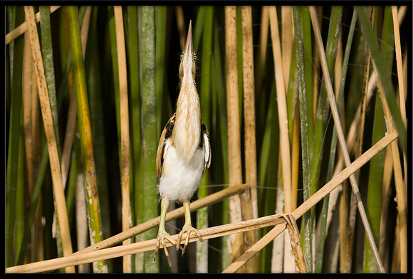 Least Bittern chick
