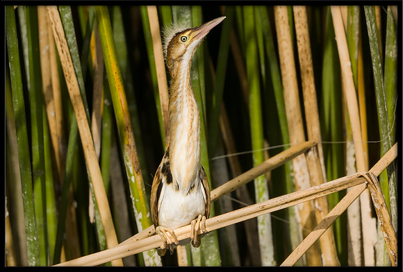 Least Bittern chick