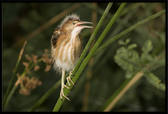 Least Bittern chick