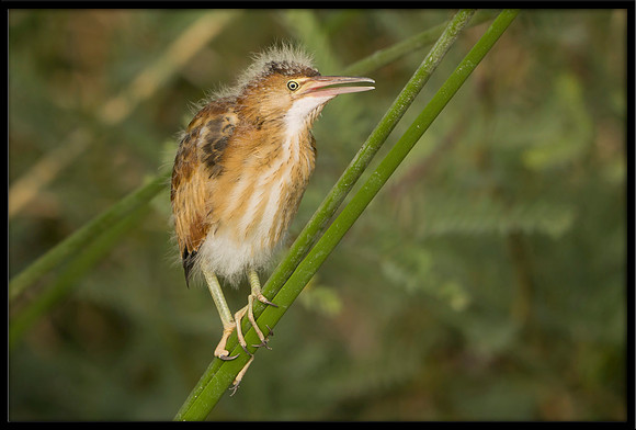 Least Bittern chick