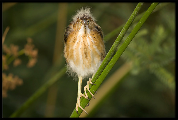 Least Bittern chick