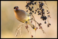 Cedar Waxwing